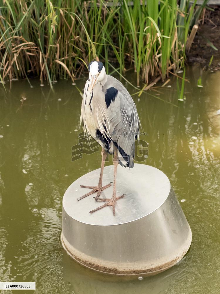 Heron Ash In Charles Trenet Park - Paris