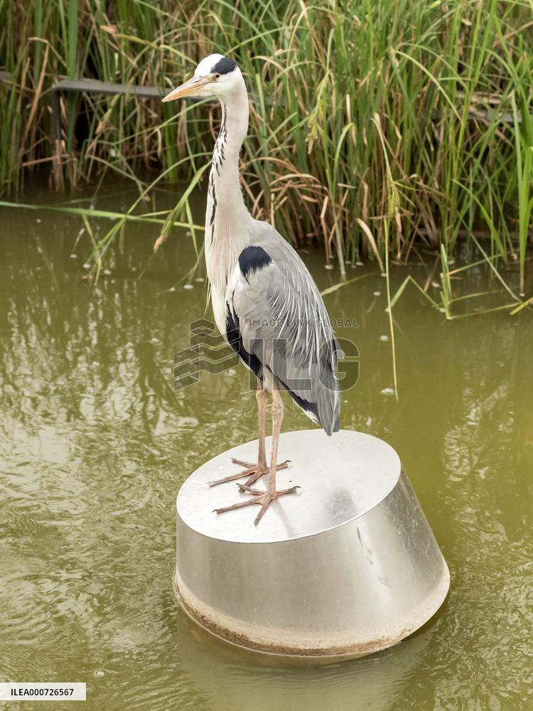 Heron Ash In Charles Trenet Park - Paris