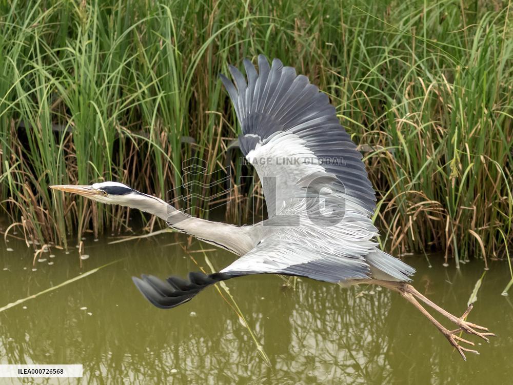 Heron Ash In Charles Trenet Park - Paris