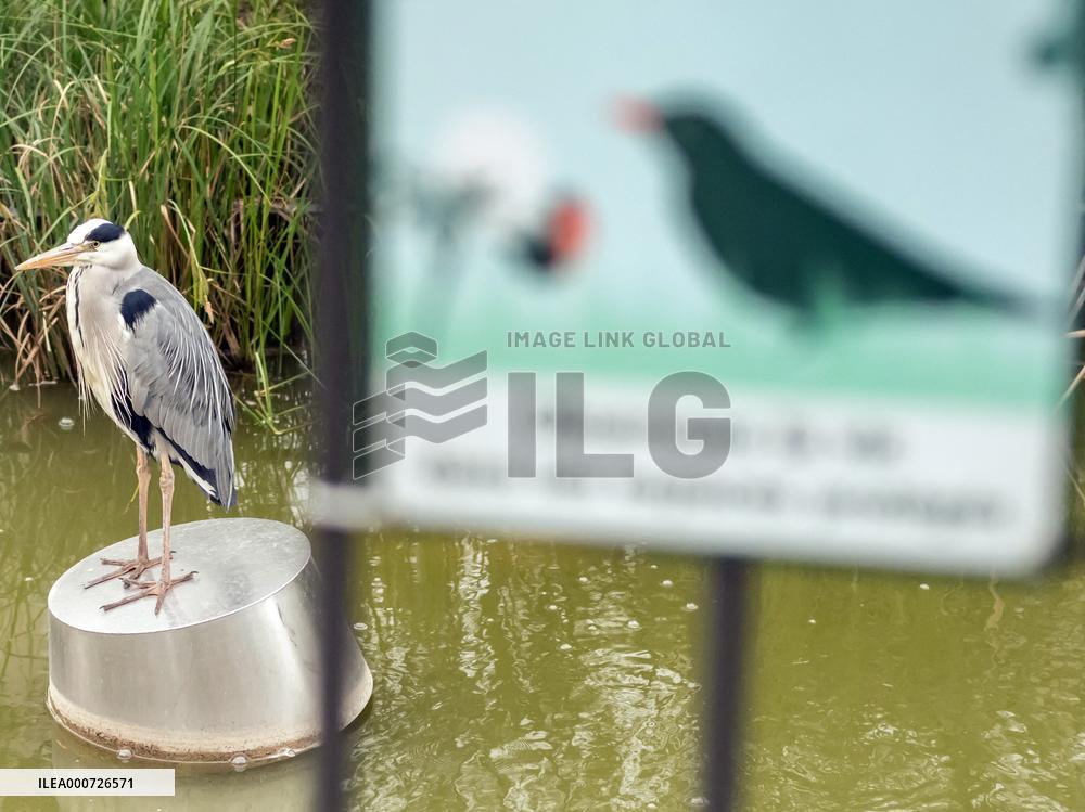 Heron Ash In Charles Trenet Park - Paris