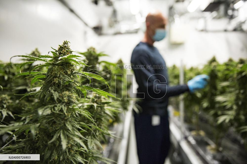 Cannabis-Farmgate - Canada