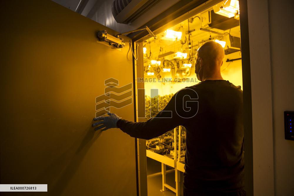 Cannabis-Farmgate - Canada