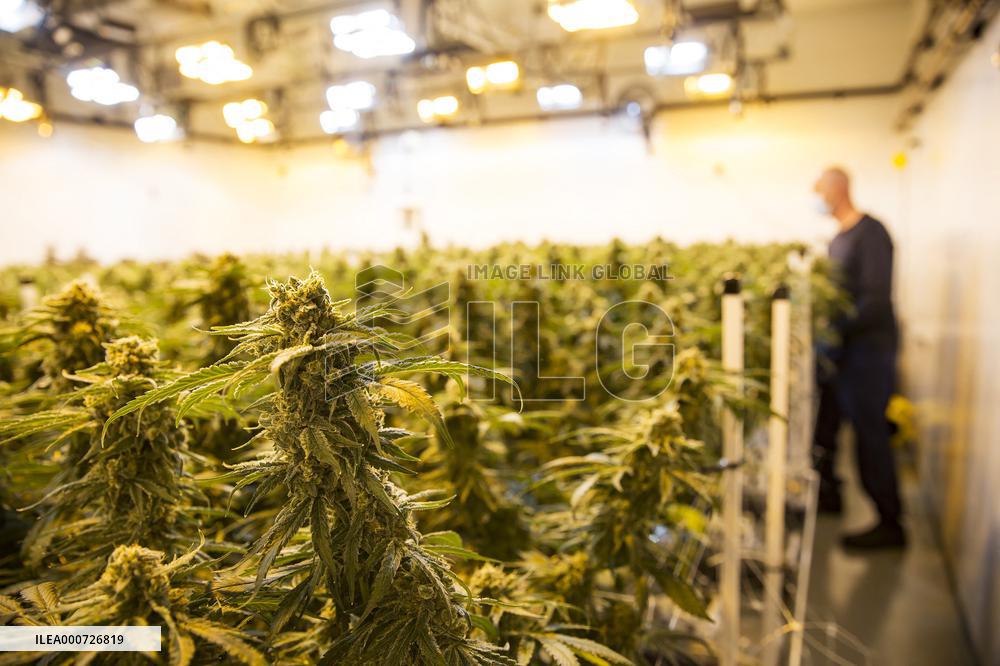 Cannabis-Farmgate - Canada