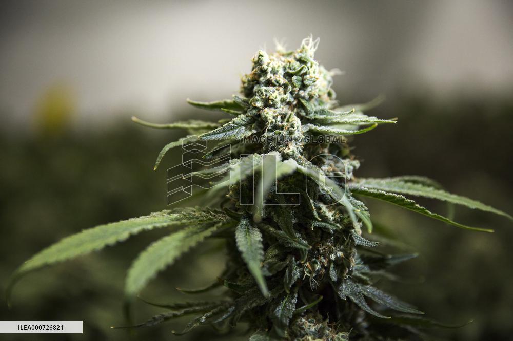 Cannabis-Farmgate - Canada