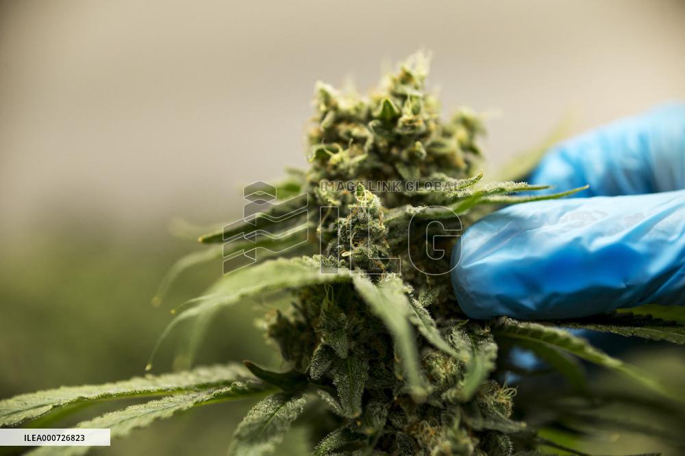 Cannabis-Farmgate - Canada