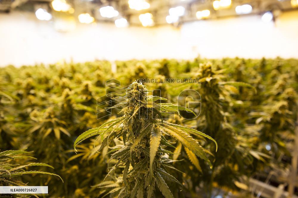 Cannabis-Farmgate - Canada