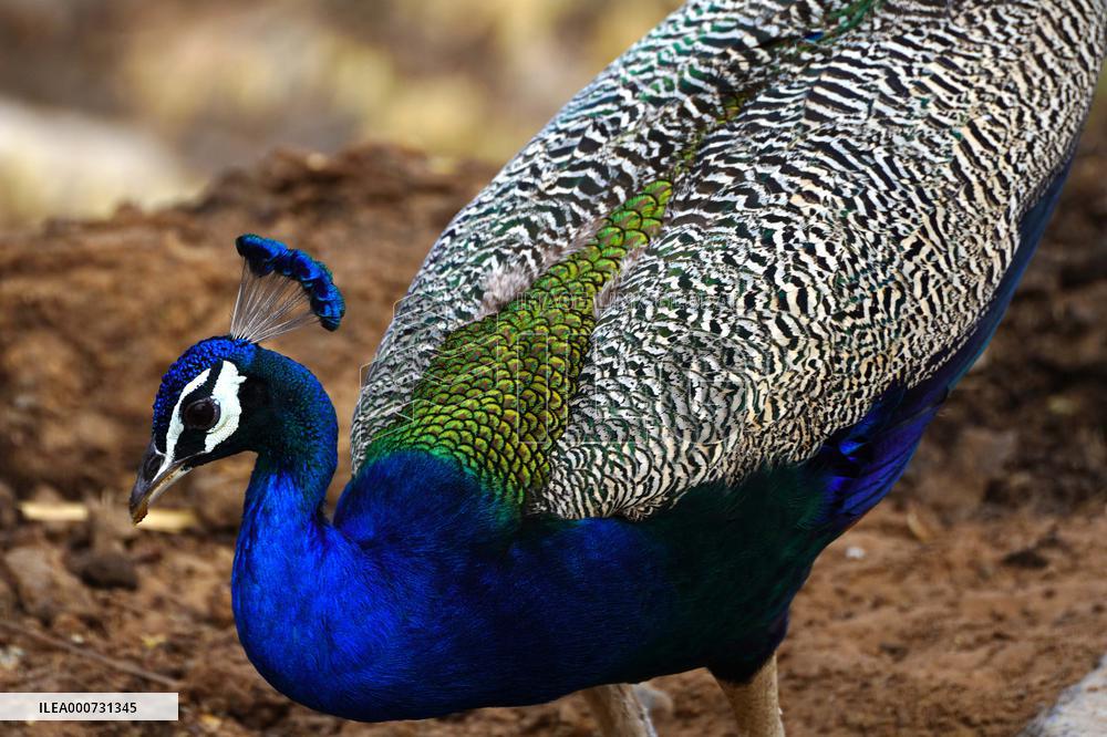 A peacock is seen in a garden in Ajmer - India