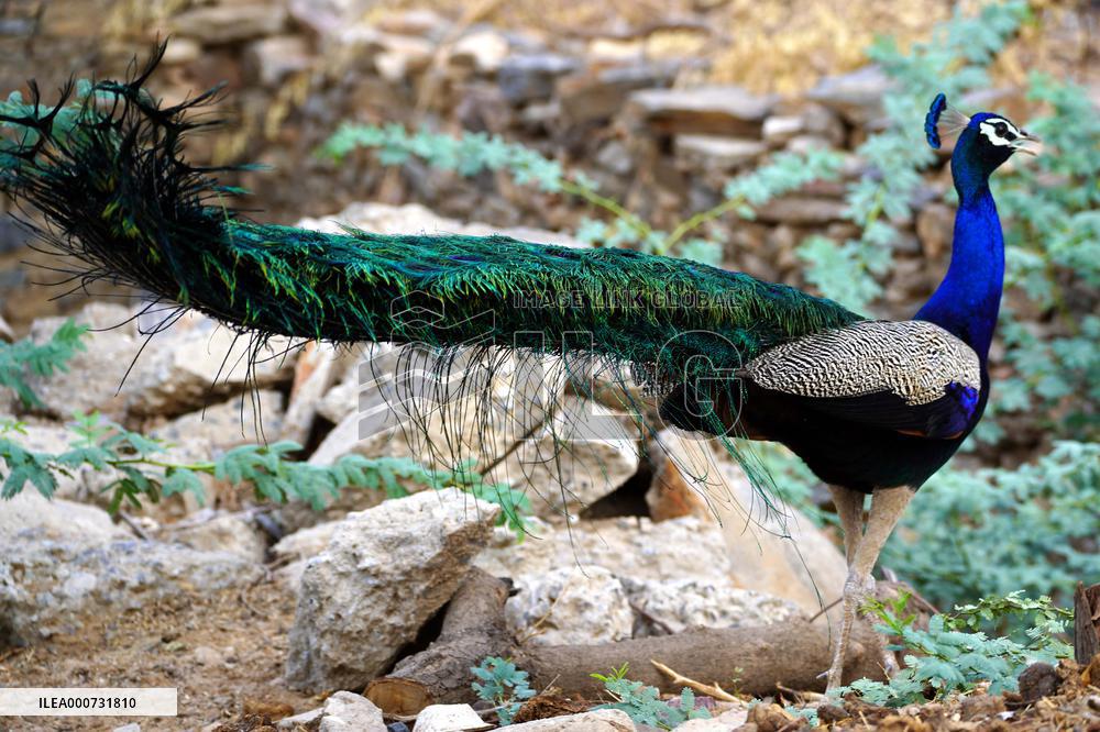 A peacock is seen in a garden in Ajmer - India