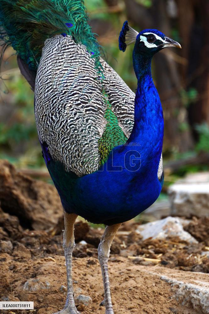A peacock is seen in a garden in Ajmer - India