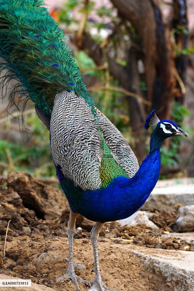 A peacock is seen in a garden in Ajmer - India