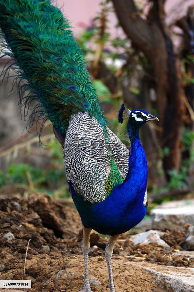 A peacock is seen in a garden in Ajmer - India