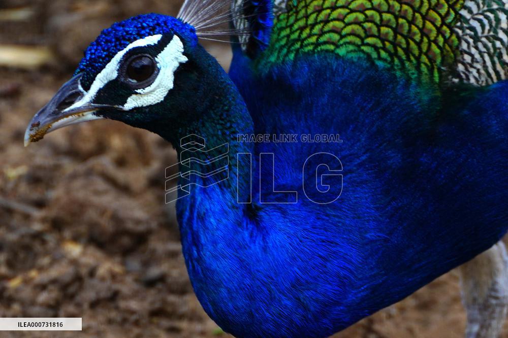 A peacock is seen in a garden in Ajmer - India