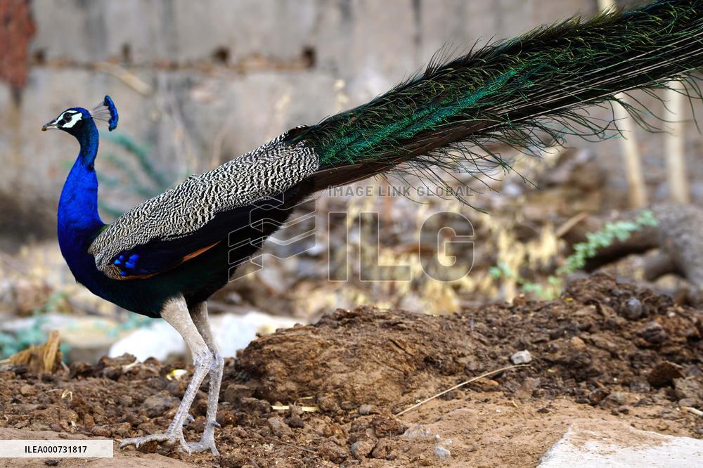 A peacock is seen in a garden in Ajmer - India