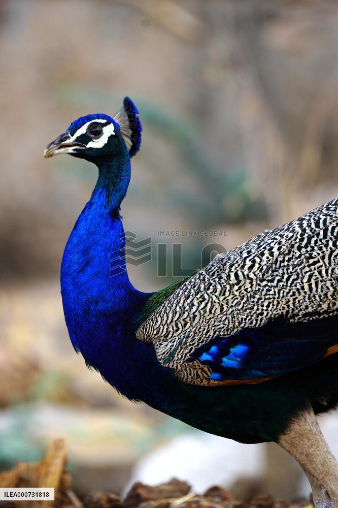A peacock is seen in a garden in Ajmer - India