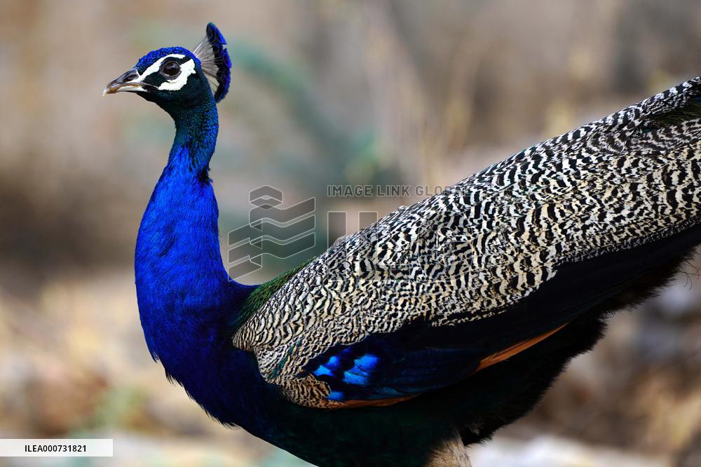 A peacock is seen in a garden in Ajmer - India
