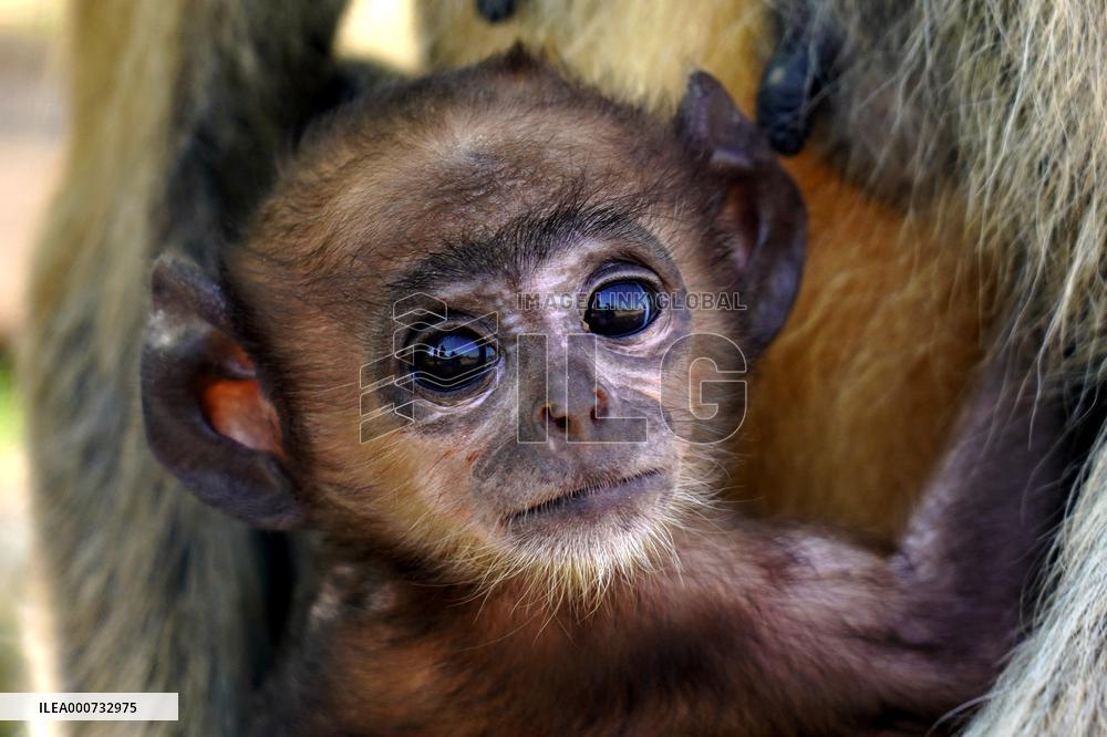 Baby Monkey - India