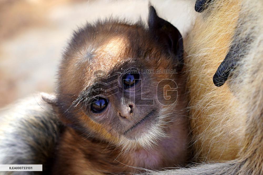 Baby Monkey - India