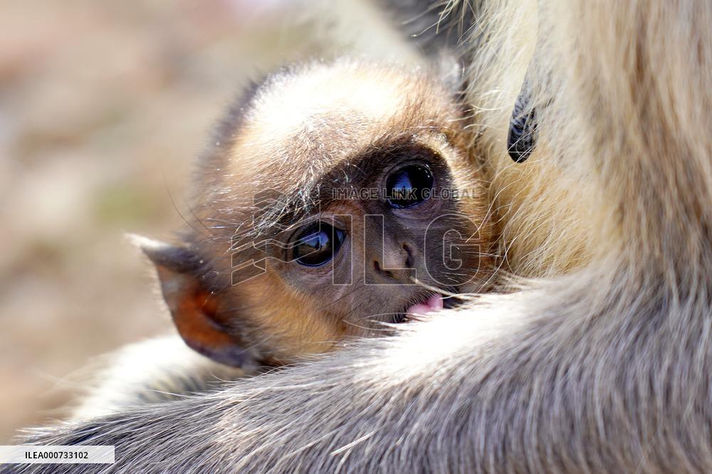 Baby Monkey - India