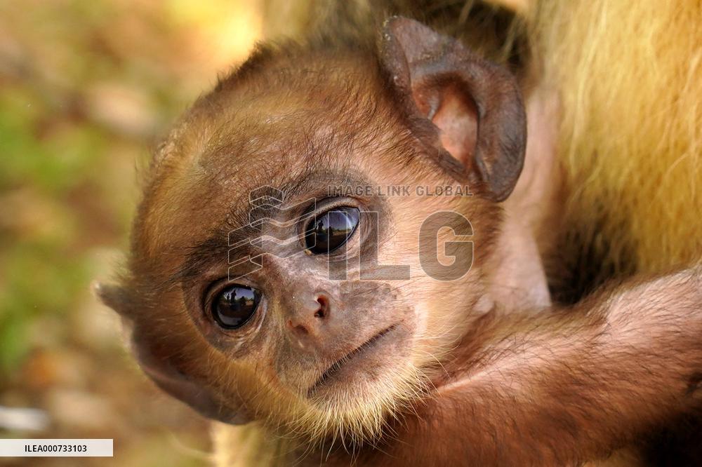Baby Monkey - India