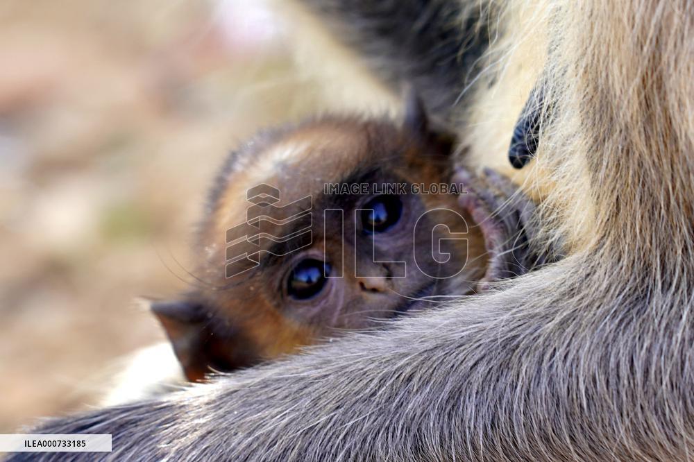 Baby Monkey - India