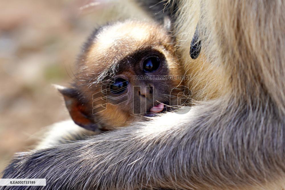 Baby Monkey - India