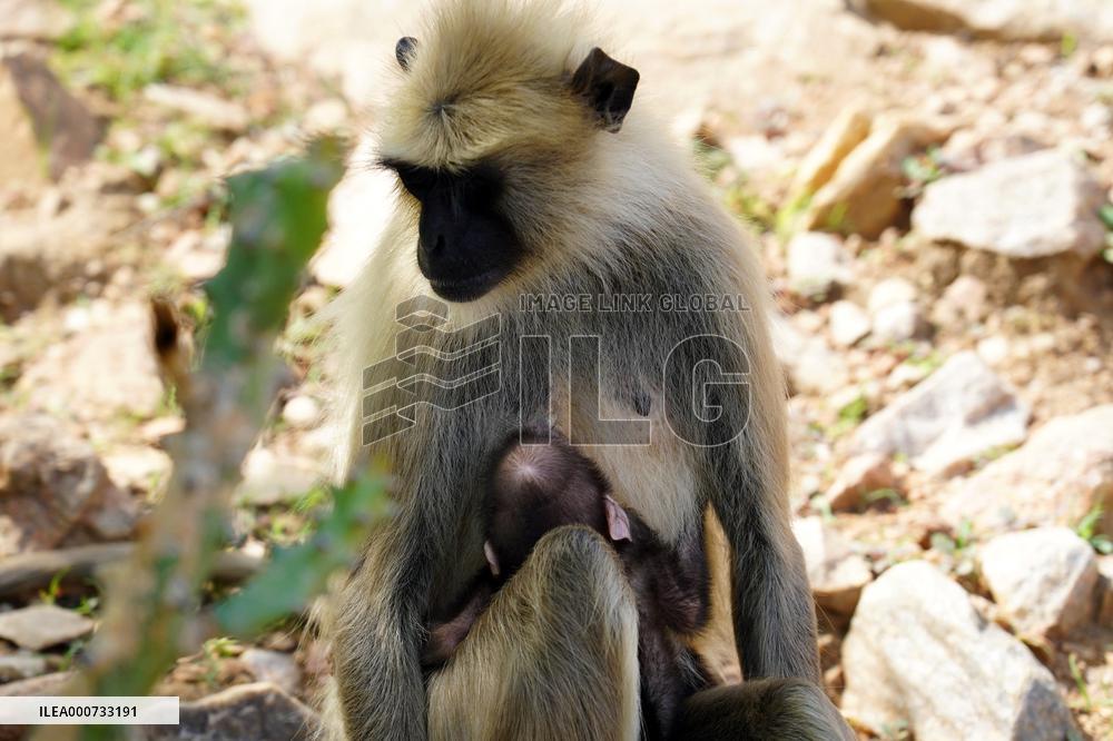 Baby Monkey - India