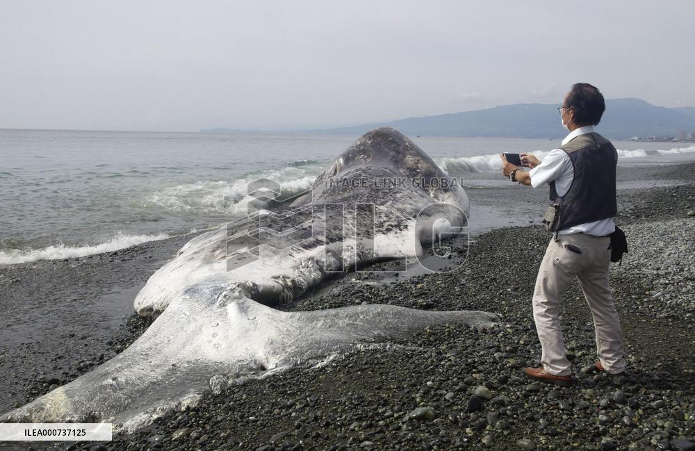 Whale washed ashore on eastern Japan beach