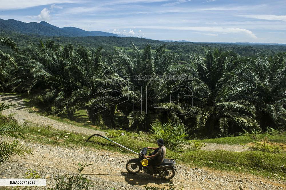 Palm Oil Indursty in Indonesia