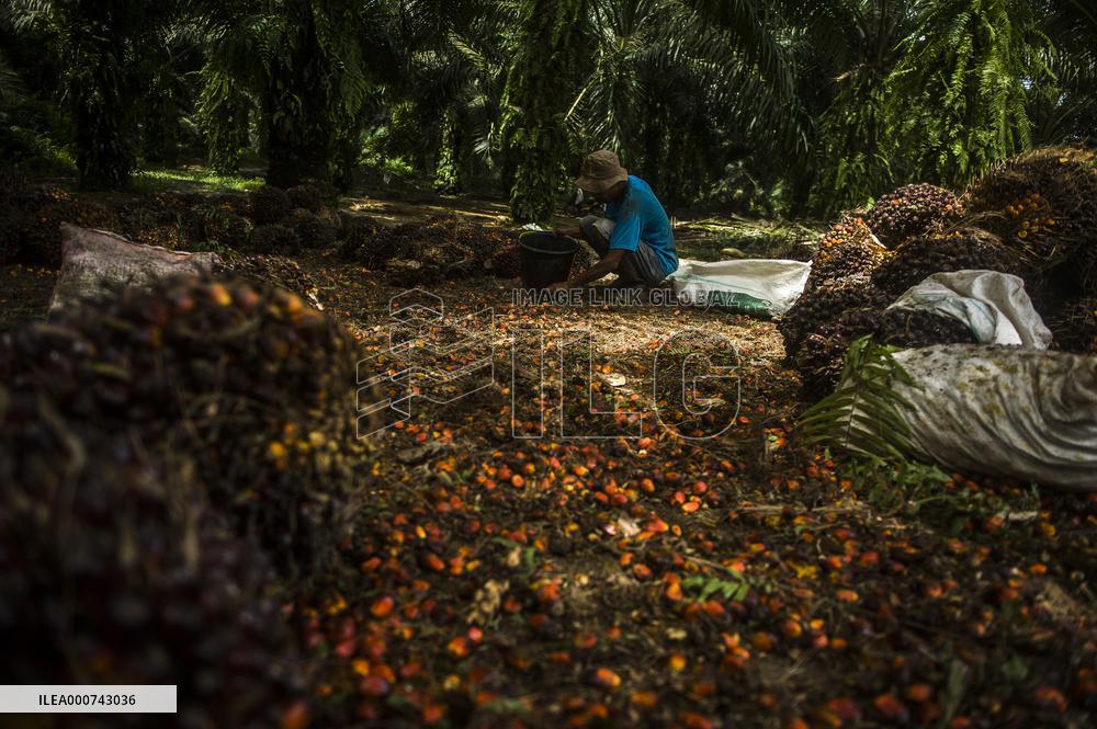 Palm Oil Indursty in Indonesia
