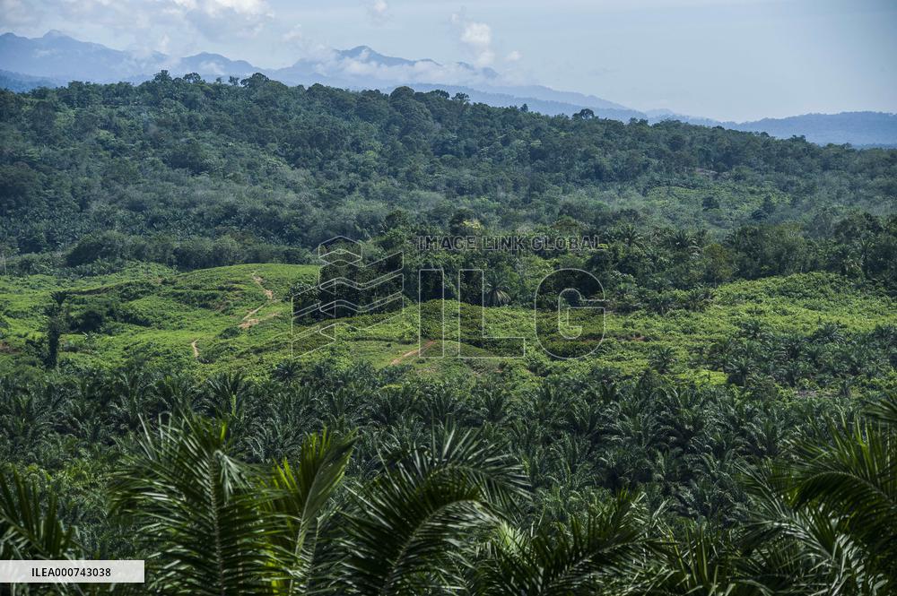 Palm Oil Indursty in Indonesia