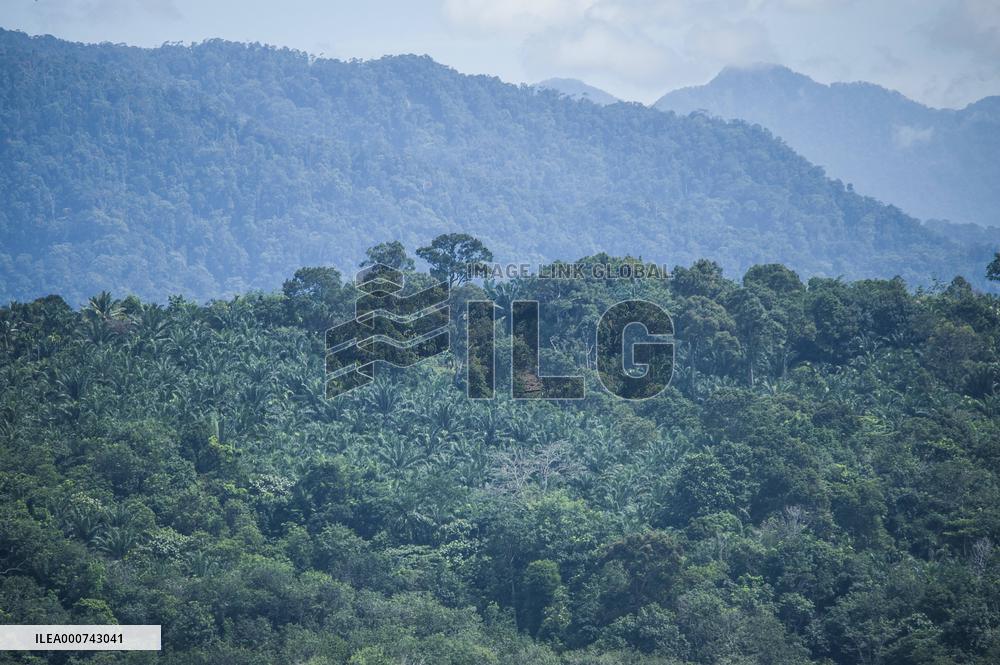 Palm Oil Indursty in Indonesia