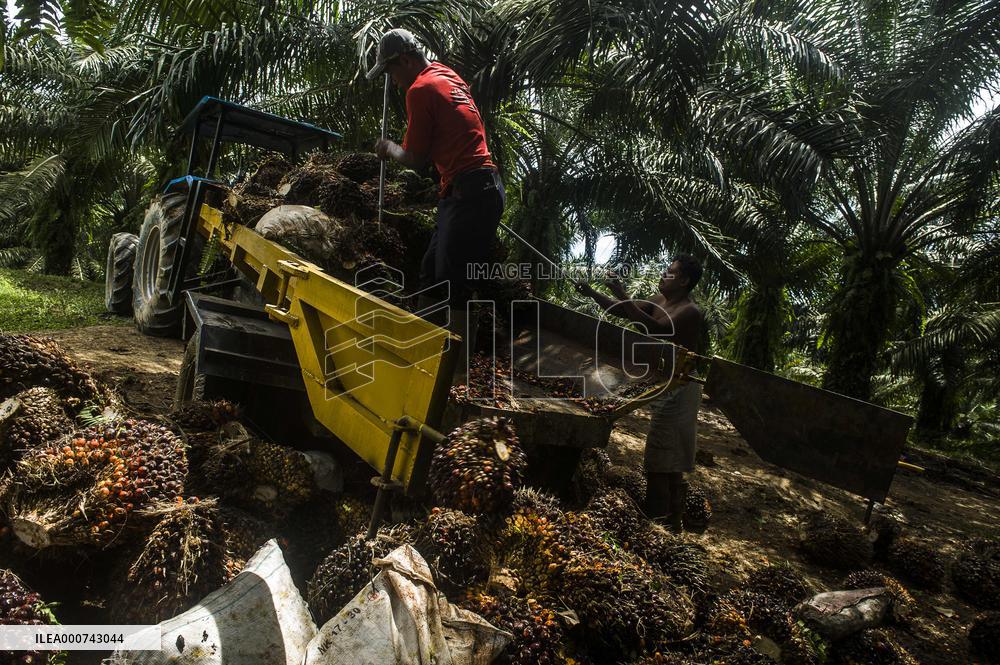 Palm Oil Indursty in Indonesia