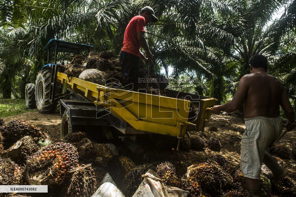 Palm Oil Indursty in Indonesia