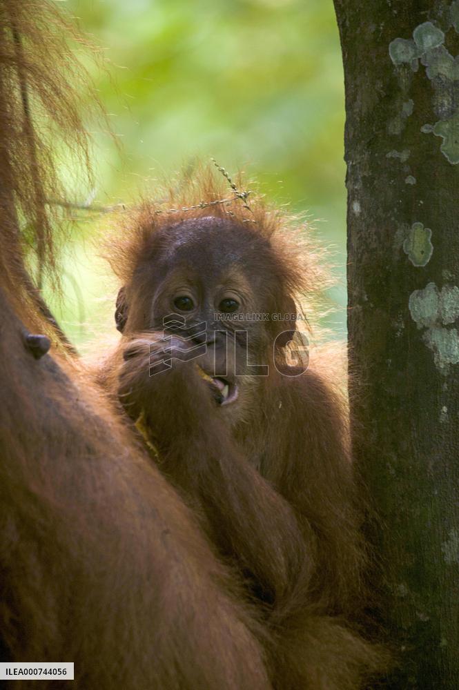 Sumatran Orangutan And Baby In A Residents Plantation - Indonesia