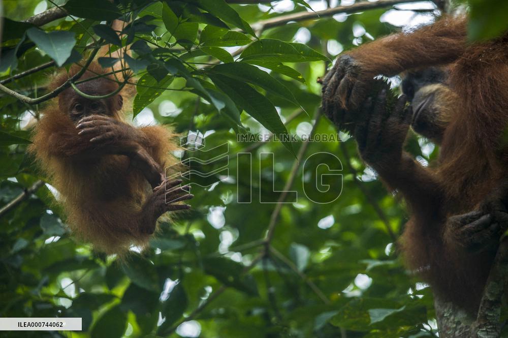 Sumatran Orangutan And Baby In A Residents Plantation - Indonesia