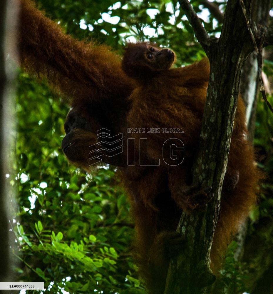 Sumatran Orangutan And Baby In A Residents Plantation - Indonesia