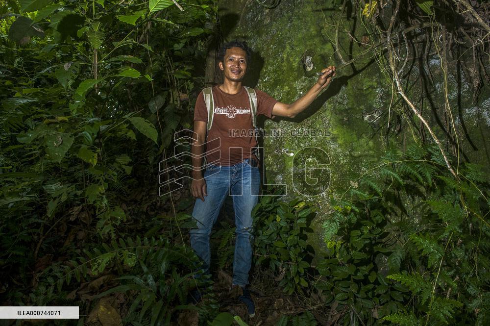 Sumatran Orangutan And Baby In A Residents Plantation - Indonesia