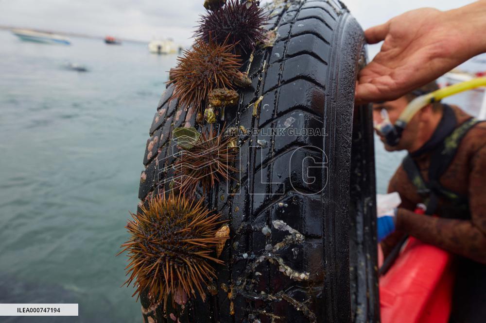The garbage collectors of the sea - Algiers