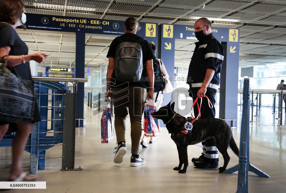 Sniffer dogs detect people infected with Covid 19 in Airport - Marseille