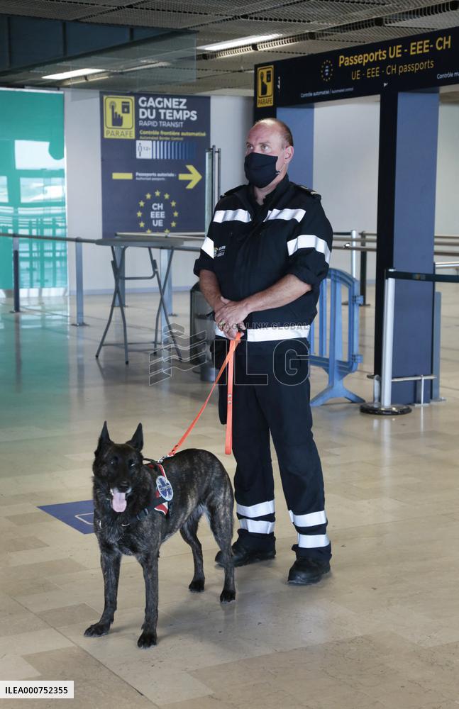 Sniffer dogs detect people infected with Covid 19 in Airport - Marseille