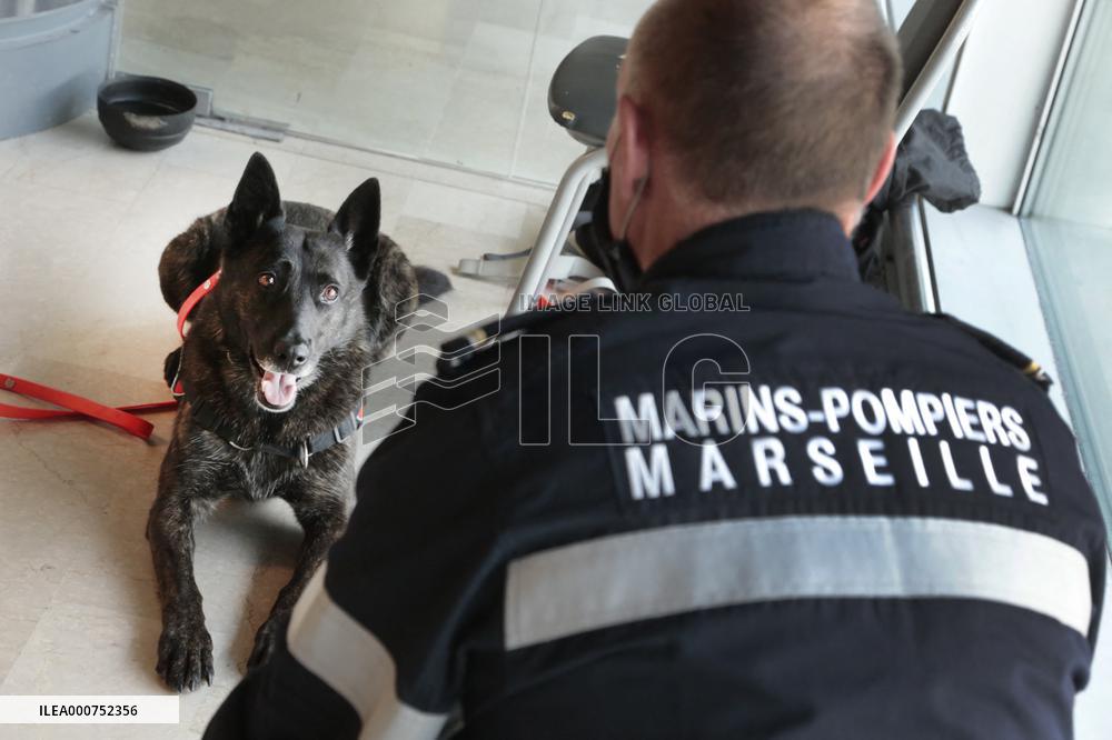 Sniffer dogs detect people infected with Covid 19 in Airport - Marseille