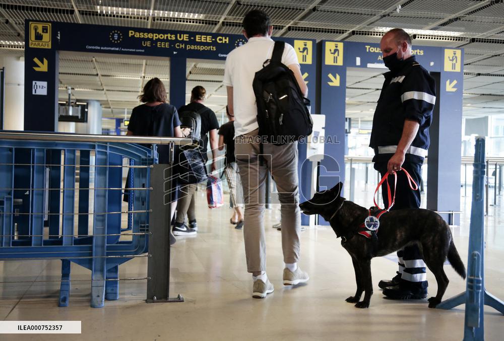 Sniffer dogs detect people infected with Covid 19 in Airport - Marseille