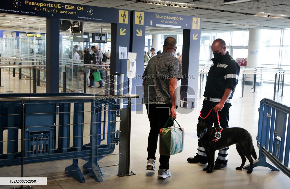 Sniffer dogs detect people infected with Covid 19 in Airport - Marseille