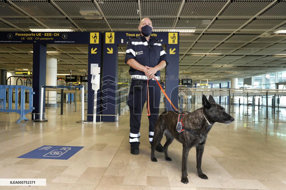 Sniffer dogs detect people infected with Covid 19 in Airport - Marseille