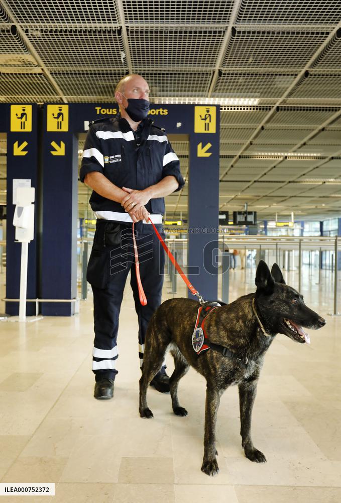 Sniffer dogs detect people infected with Covid 19 in Airport - Marseille