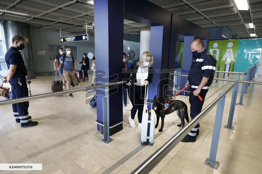 Sniffer dogs detect people infected with Covid 19 in Airport - Marseille