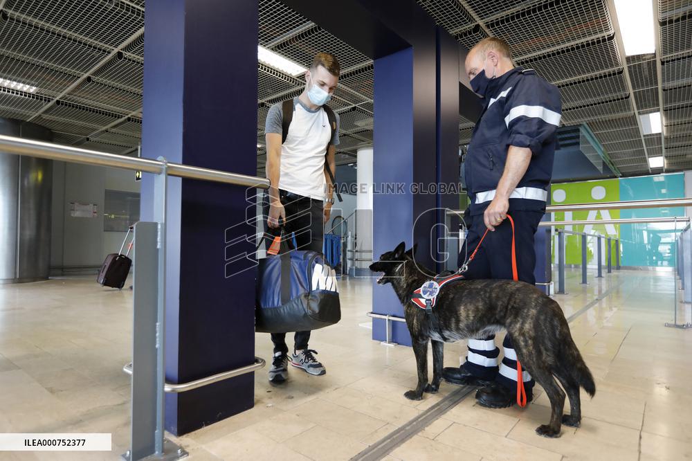 Sniffer dogs detect people infected with Covid 19 in Airport - Marseille