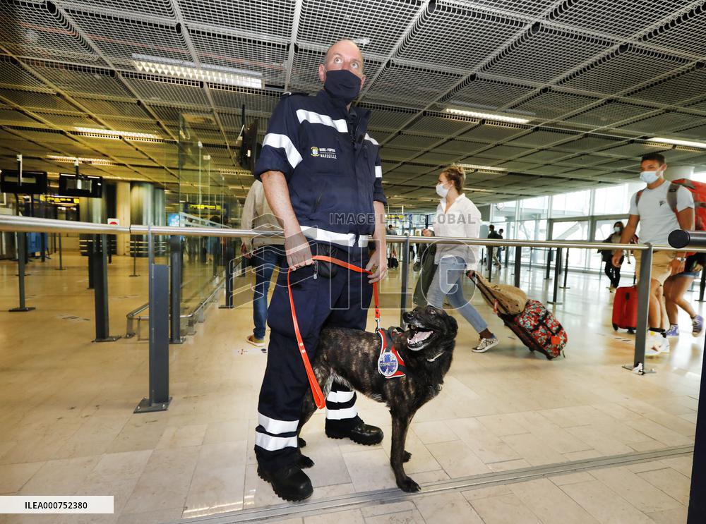 Sniffer dogs detect people infected with Covid 19 in Airport - Marseille