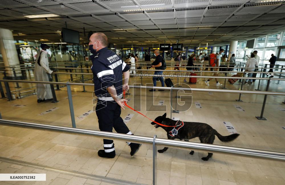 Sniffer dogs detect people infected with Covid 19 in Airport - Marseille