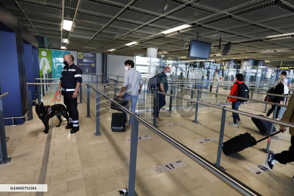Sniffer dogs detect people infected with Covid 19 in Airport - Marseille